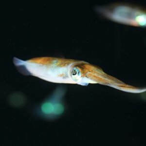 Japanese common flying squid