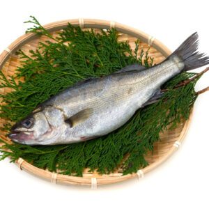 Japanese sea bass