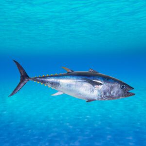 Seafood list in English / Traditional Chinese with photos