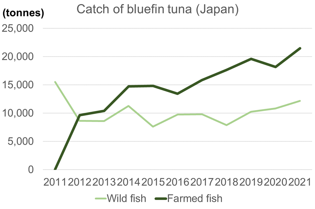 Catch of bluefin tuna 