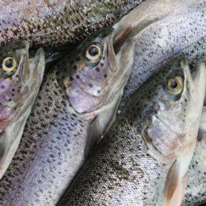 3月に旬を迎える魚介類② - EDO KAGURA