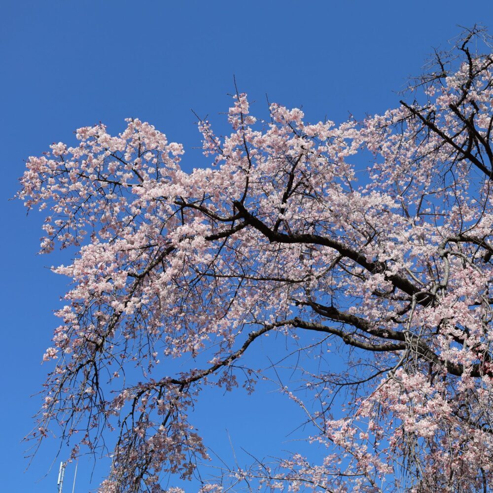 後楽園の桜
